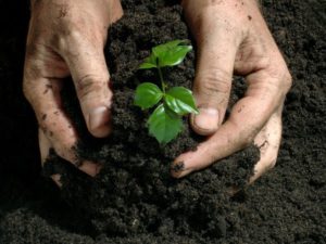 Органические удобрения для выращивания растений