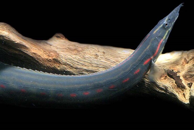 Содержание и разведение Мастацембелуса краснополосого