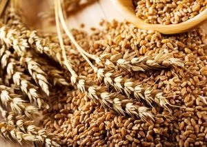 Как выгодно продать пшеницу