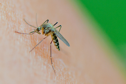 Россиян предупредили о надвигающейся первой волне комаров