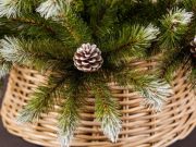 Выбираем елку с шишками к новому году