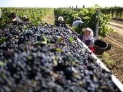 Две российские винодельни вошли в рейтинг лучших в мире