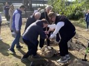 В музее-заповеднике «Прорыв Блокады Ленинграда» высадили березовую аллею