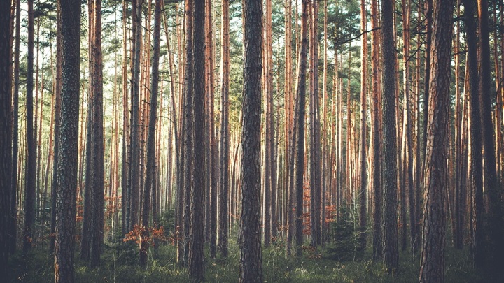 Алтайским лесам не хватает денег на восстановление