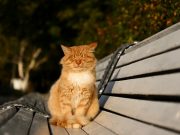 Подсчитано количество бездомных кошек в Москве