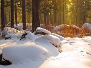 Россиянам предсказали теплую зиму