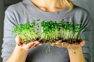 Что нужно знать о микрозелени — ростках, которые добавляют в салаты и супы