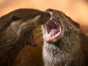 Стая выдр едва не загрызла британца в парке Сингапура