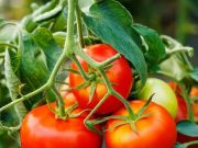 Как выращивать томаты? Советы по выбору семян