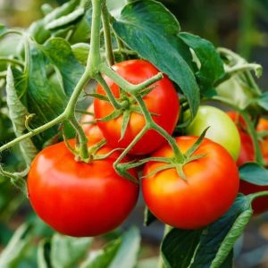 Как выращивать томаты? Советы по выбору семян