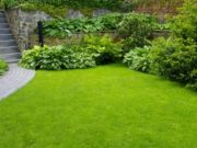 Газонная трава: виды, правила посадки и ухода