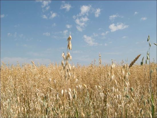 Украина пообещала начать экспорт зерна в ближайшие недели