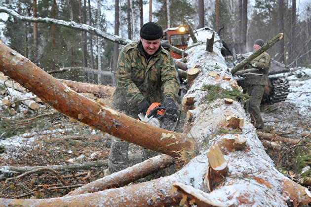 WWF России создаст приложение для борьбы с незаконной вырубкой леса