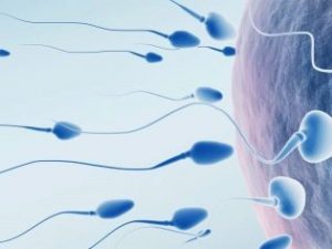 Планирование детей: для чего нужен донорский банк спермы и яйцеклеток?