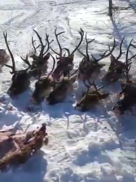 Неизвестные на Сахалине расправились над 25-тью северными оленями