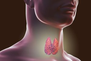 Селен и щитовидная железа: роль в синтезе гормонов и поддержании ее здоровья