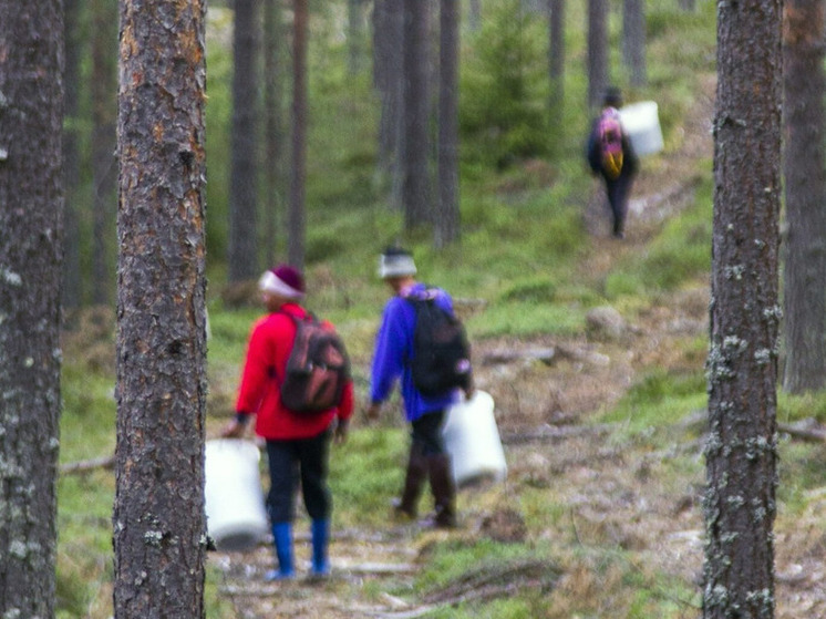 Yle: украинские беженцы перестали собирать ягоды в Финляндии из страха  лишиться пособий