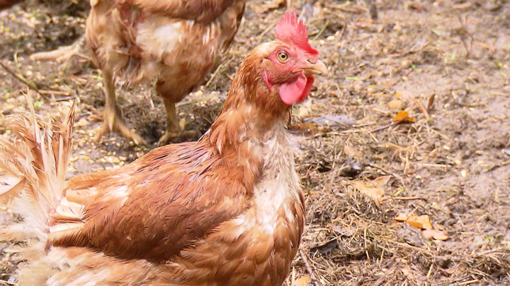 Птицеводы в ЕС разоряются из-за наплыва украинской курятины