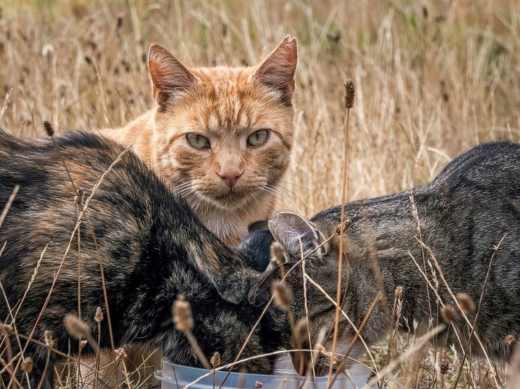 В Британии пожаловались на "радиоактивных" котов с плутонием в фекалиях