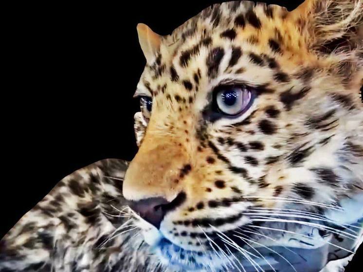 Редкий леопард попал на видео, когда перебегал трассу