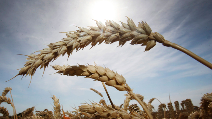 Песков: посмотрим, когда и как ЕС введет пошлины на российское зерно