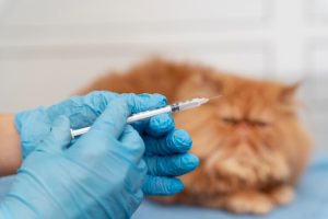 Вакцинация кошек от бешенства - необходимая процедура для защиты