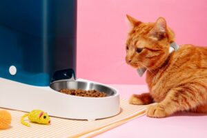 Значение правильного питания для здоровья кошек