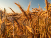 Ячмень оптом: как выбрать качественное зерно для бизнеса