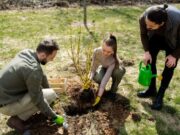 Осенняя посадка саженцев: выбор растений для участка