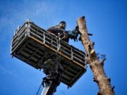 Для удобства мигрантов в российском городе вырубили целую аллею деревьев