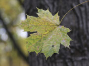 «Не нюхать, не лизать»: врачи объяснили, как правильно фотографироваться с осенними листьями