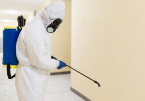 Профессиональная обработка помещений от тараканов: что важно знать