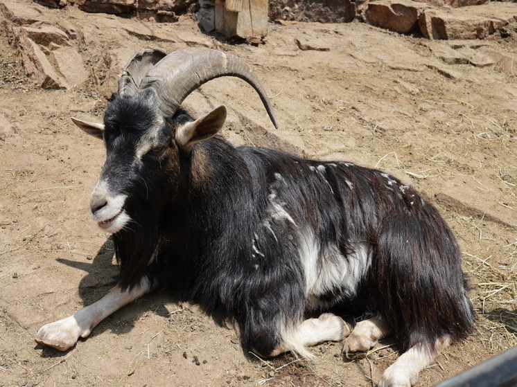 Более 200 посетителей фермы заразились паразитами от животных