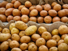 Минимальный размер картошки в белорусских магазинах увеличили на 1 сантиметр — Новости на Вести.ru