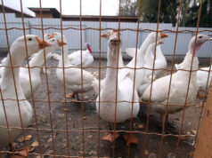 На севере Европы гуси терроризируют местных фермеров