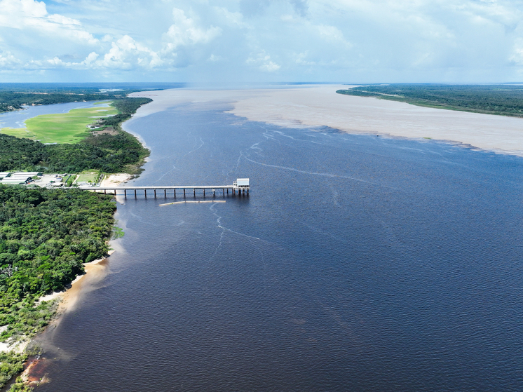Раскрыто, что дельфины в Амазонке погибли из-за рекордного перегрева воды