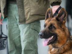 Родившийся с тремя лапами пес получил работу в спецназе Китая